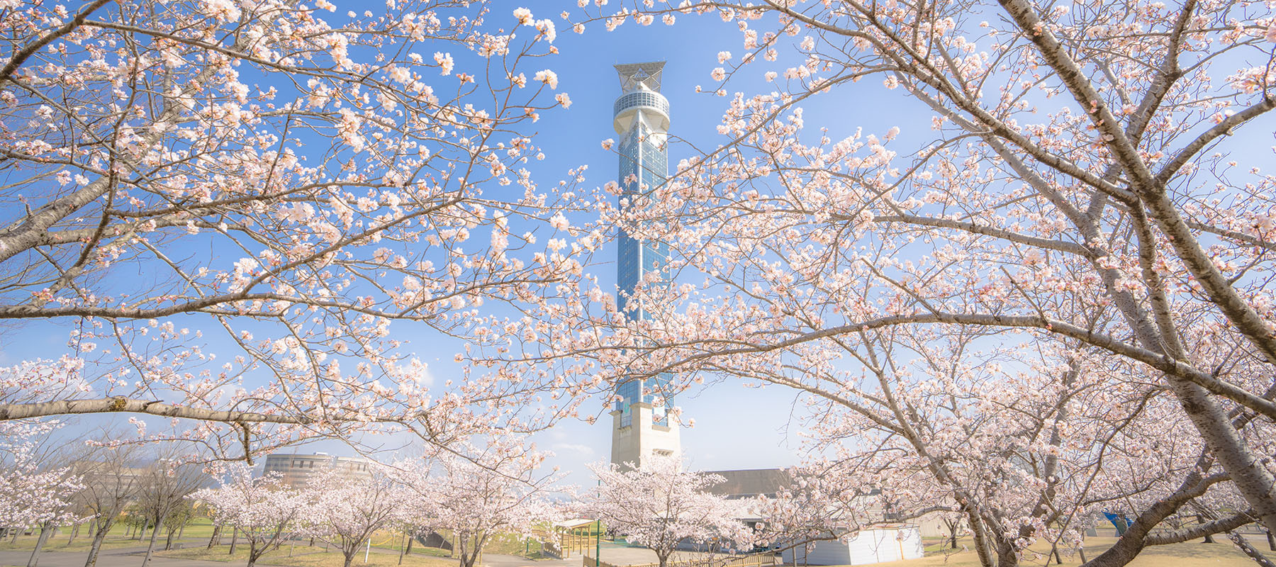 写真：小矢部市の桜