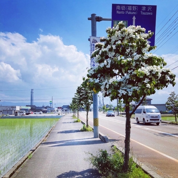 写真：歩道からの風景