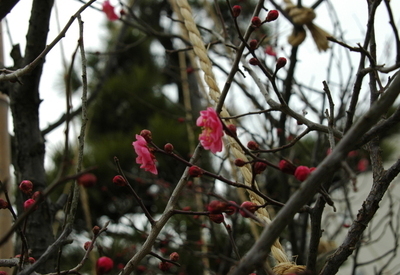 写真：咲いた 咲いた（花）