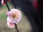 写真：桜の花