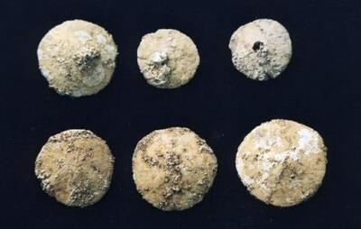 写真：田川の貝化石