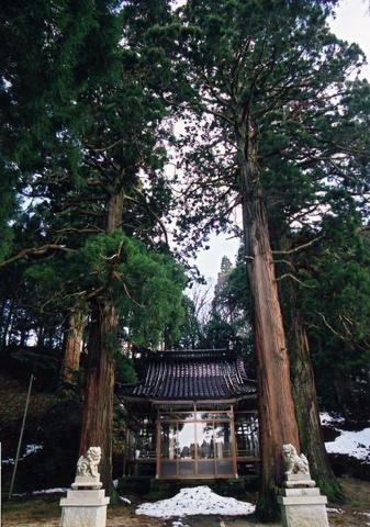 写真：日吉社の大杉