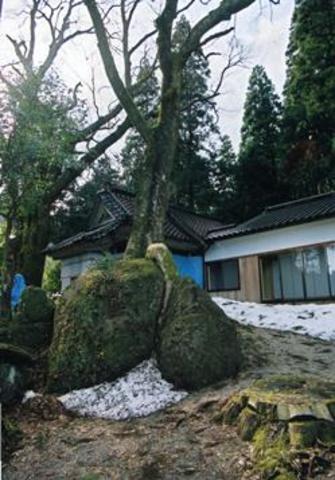 写真：岩抱きのけやき