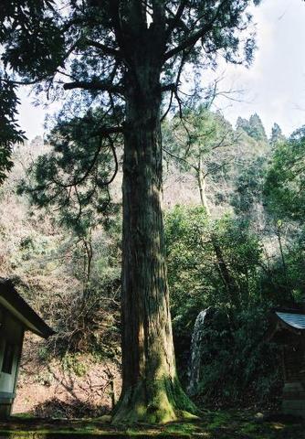 写真：宮島の大杉