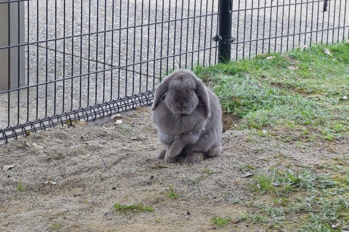 ふれあい動物園　ヤギ