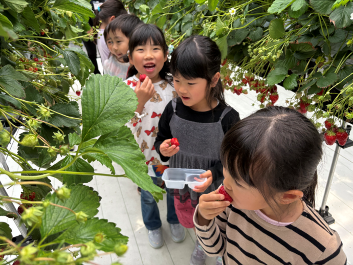 写真:宇川農園さんにイチゴ狩りにいってきたよ