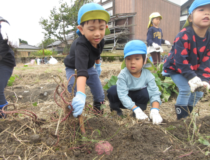 うんとこしょ、どっこいしょ。なかなか抜けないな~